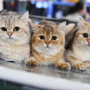 AquaVet Automatic Water Changer